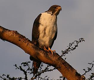 Felsen- oder Agurbussard, Agur Buzzard, Bueto augur